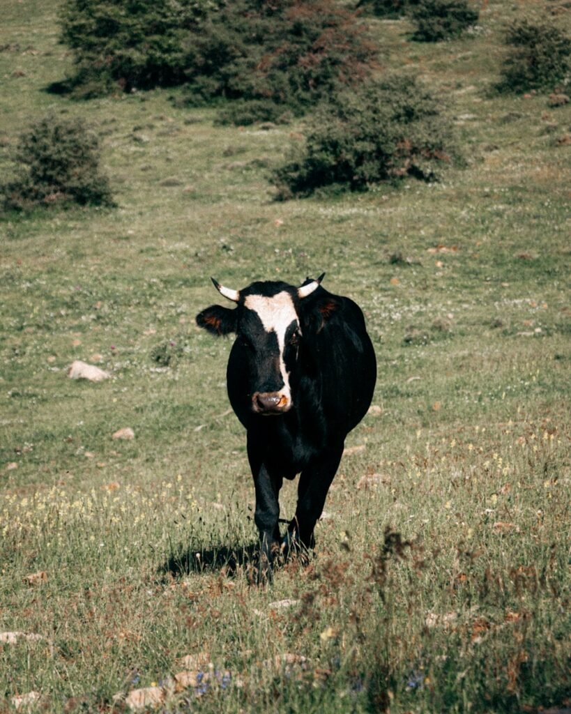 carne bovina